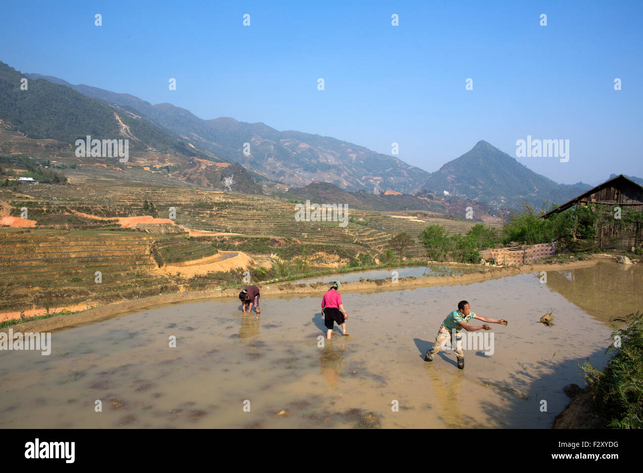 Rice cultivation in Sapa, Northern Vietnam Stock Photo