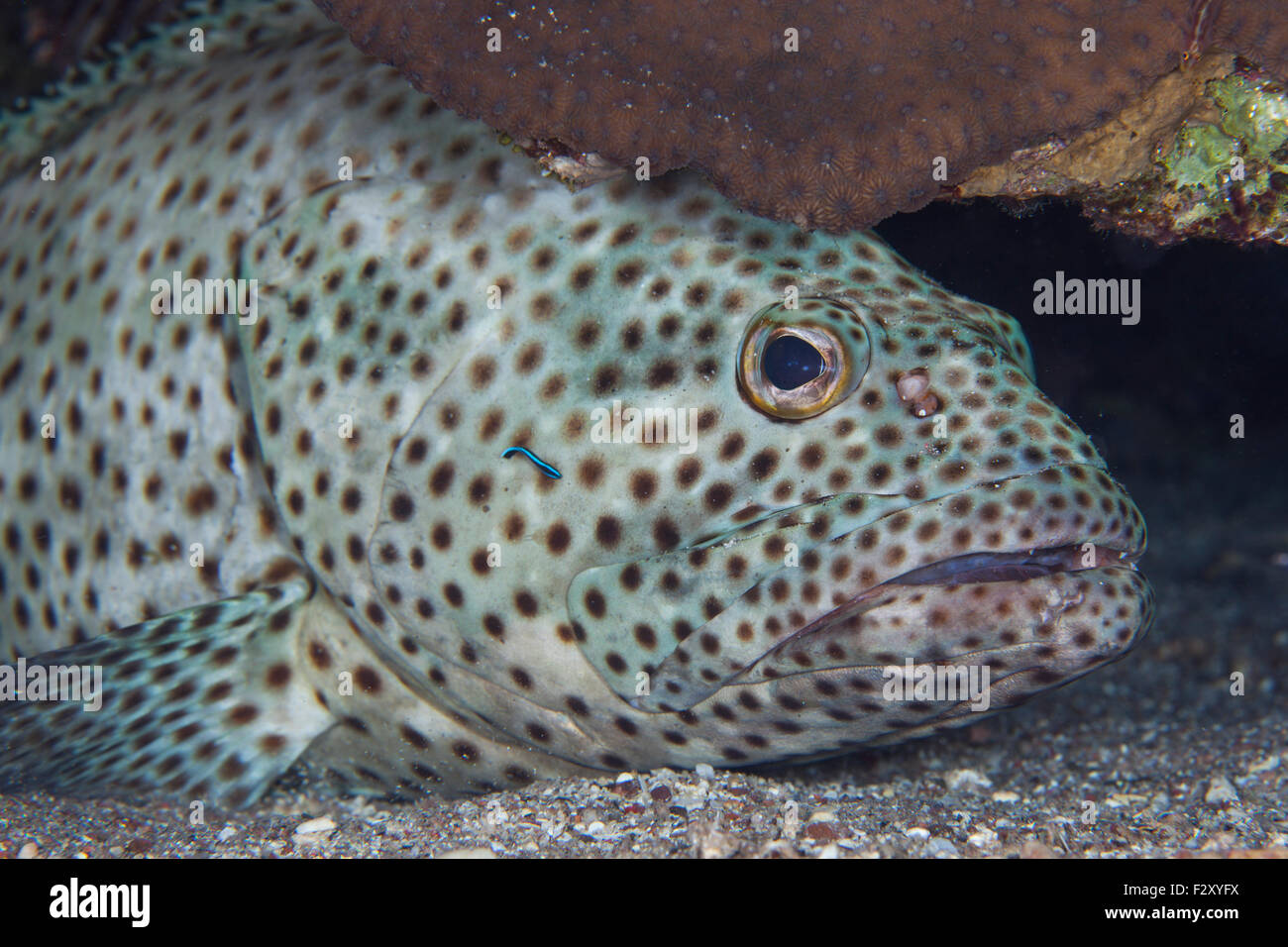 Greasy Grouper in a Cleaning Station Cleaned by Juvenile Cleaner Wrasse Stock Photo