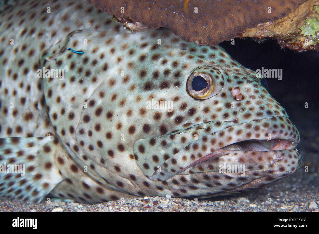 Greasy Grouper in a Cleaning Station Cleaned by Juvenile Cleaner Wrasse Stock Photo