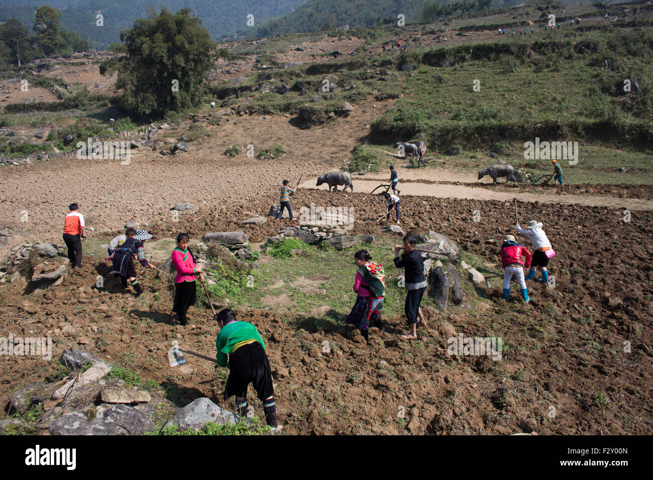 A family is cultivating land in Northern Vietnam Stock Photo