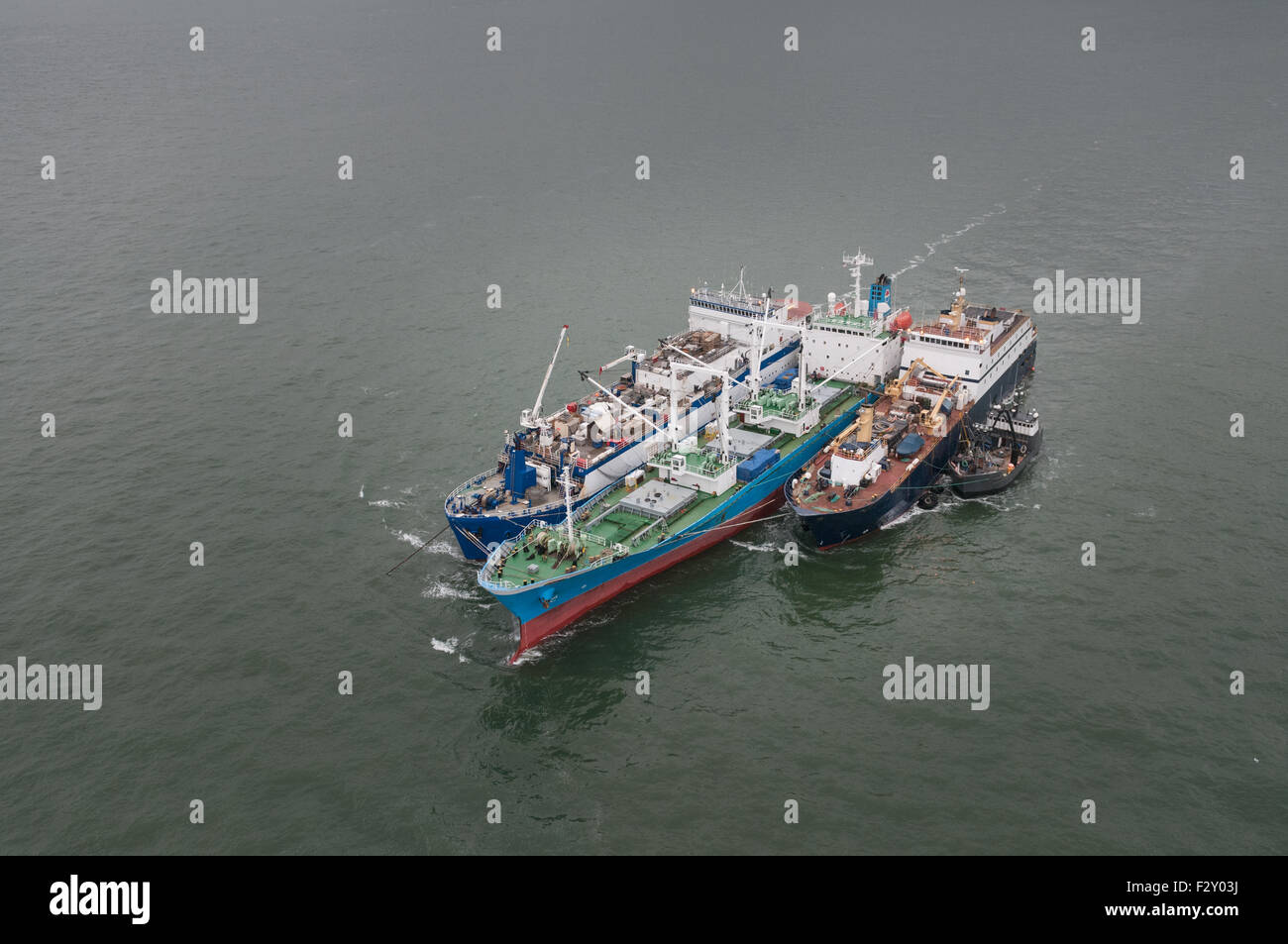 Fish processor. Sockeye salmon. Naknek River, Bristol Bay, Alaska Stock