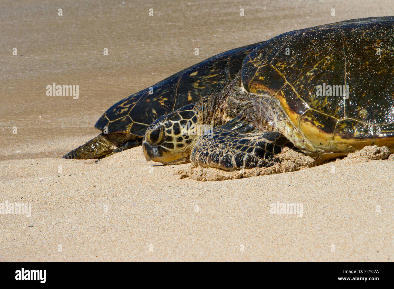 Green Sea Turtles (Chelonia mydas) resting on the beach at Ho'okipa