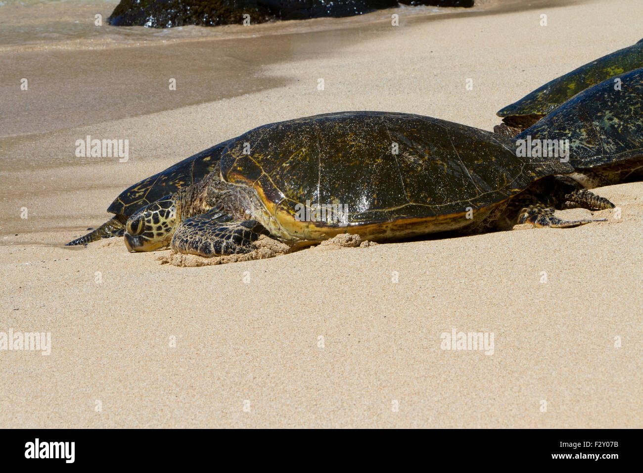 Green Sea Turtles (Chelonia mydas) resting on the beach at Ho'okipa