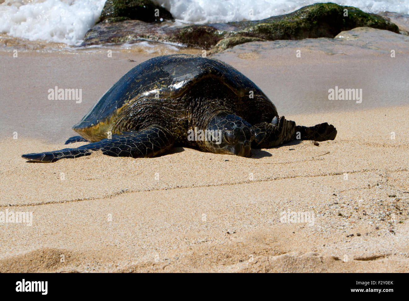 Green Sea Turtle (Chelonia mydas) resting on the beach at Ho'okipa