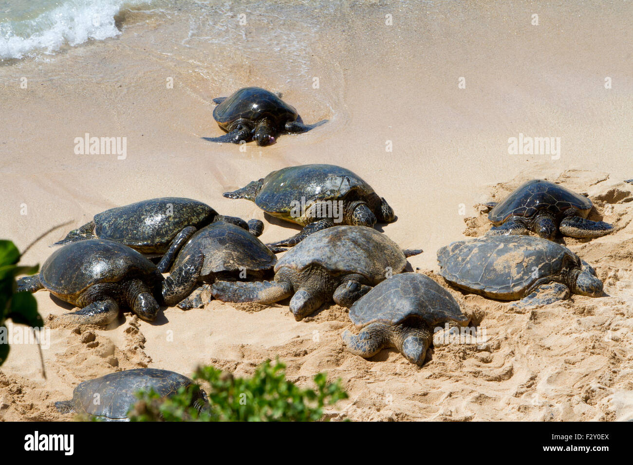 Green Sea Turtles (Chelonia mydas) resting on the beach at Ho'okipa Beach Park, Paia, Maui, Hawaii, in August Stock Photo