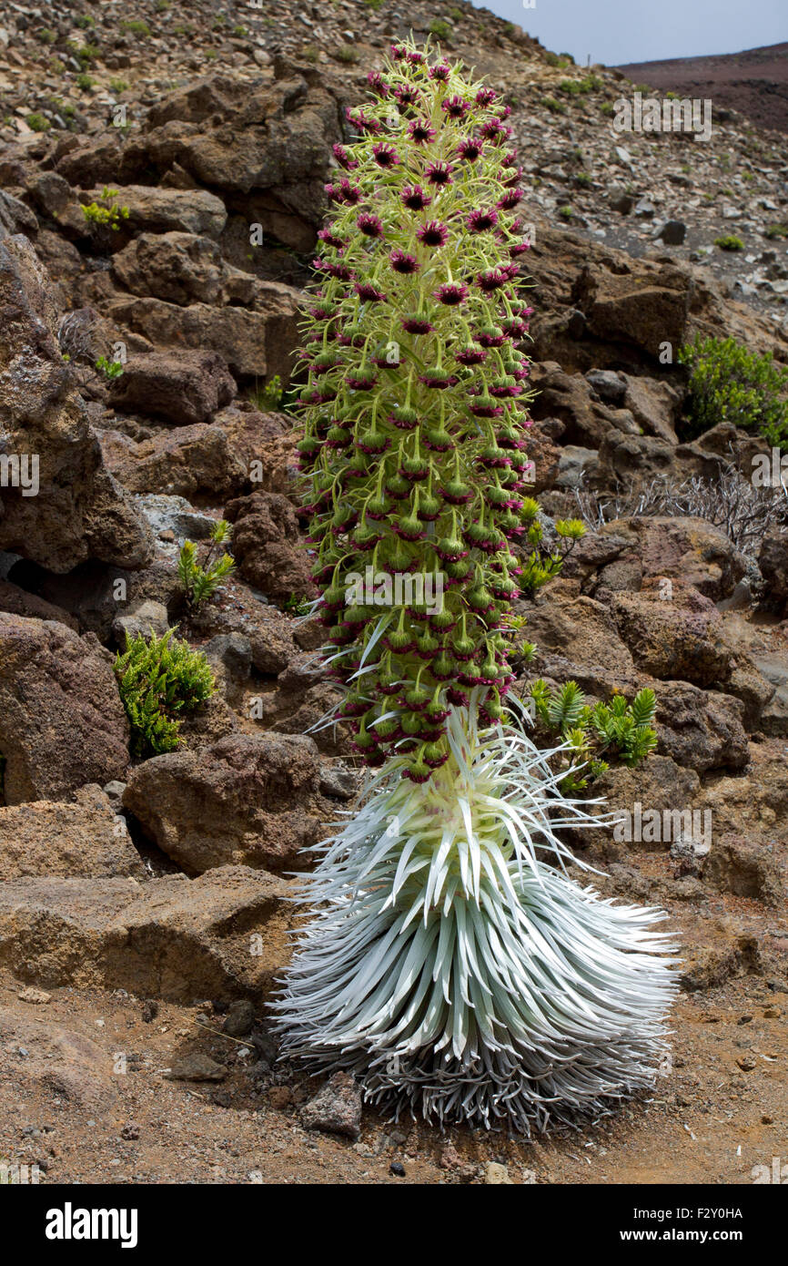 Silversword Cactus (Argyroxiphium sandwicense subsp. macrocephalum) at  Haleakalā National Park, Maui, Hawaii in August Stock Photo