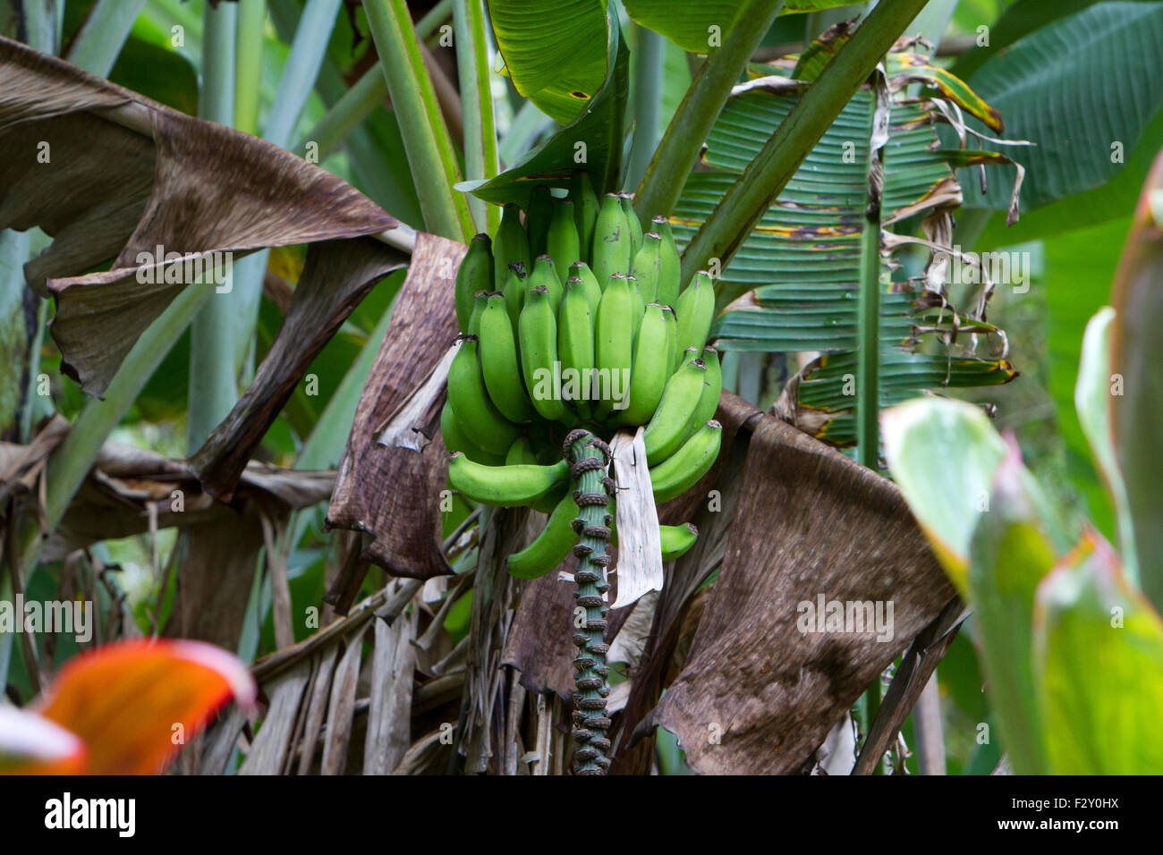 Banana Tree with a large bunch of bananas at Twin Falls, Hana Highway, Maui, Hawaii in August Stock Photo
