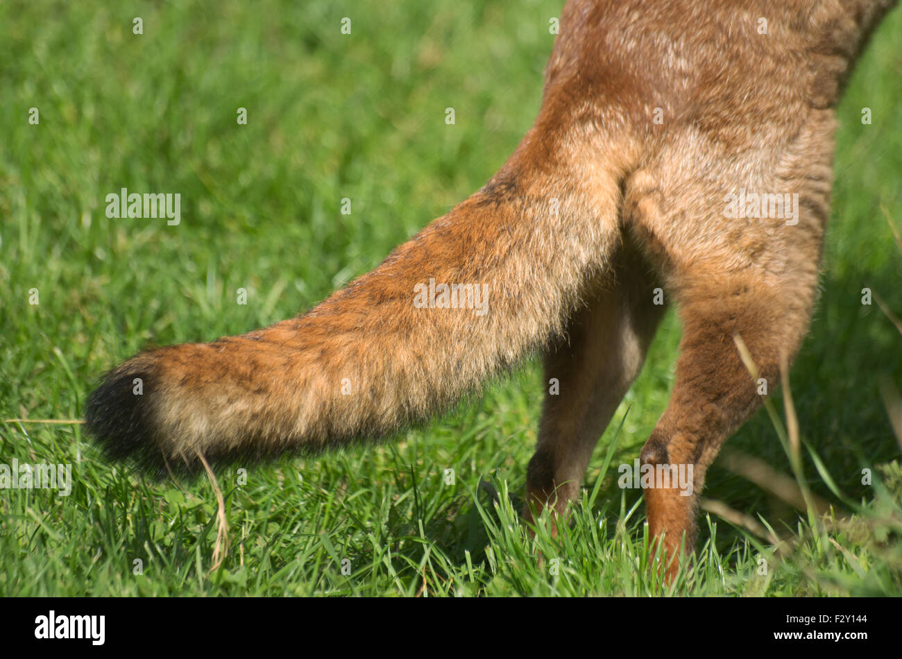 Fox tail hi-res stock photography and images - Alamy