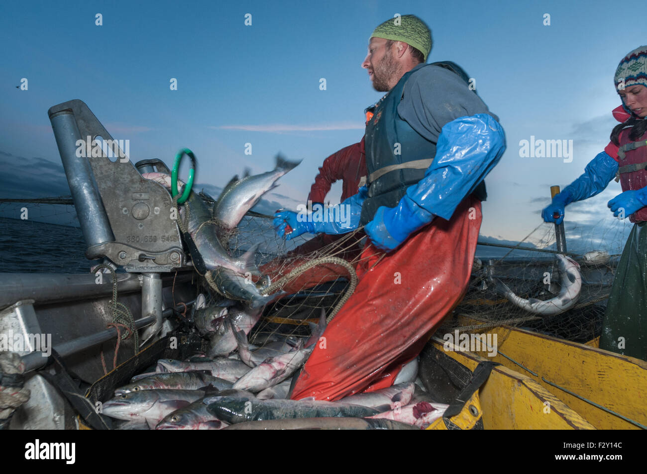 Fishermen haul in set gill net to harvest sockeye salmon. Graveyard