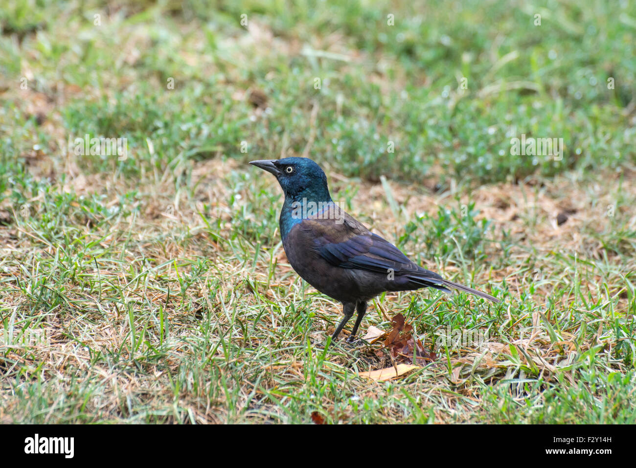 Common grackle (Quiscalus quiscula) on Boston Common Stock Photo