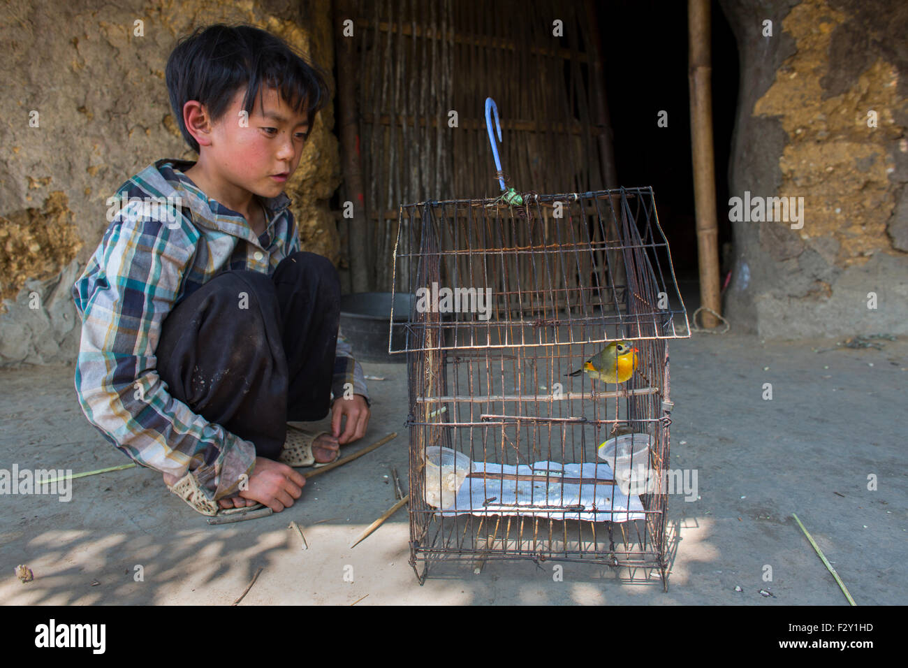 Every Vietnamese house has a singing bird Stock Photo