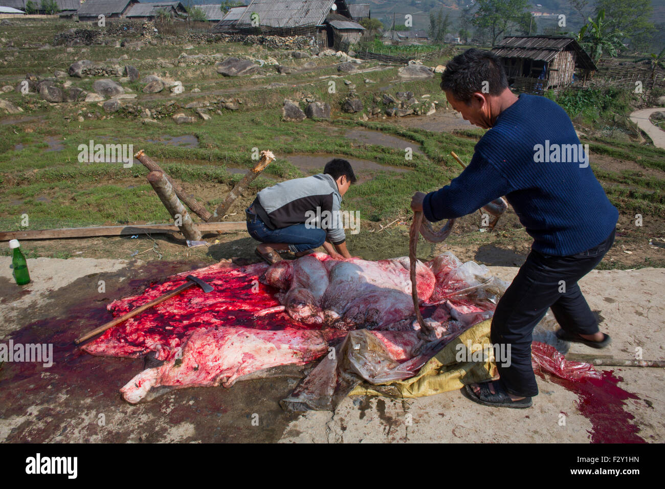 Vietnamese men slaughtering a cow Stock Photo