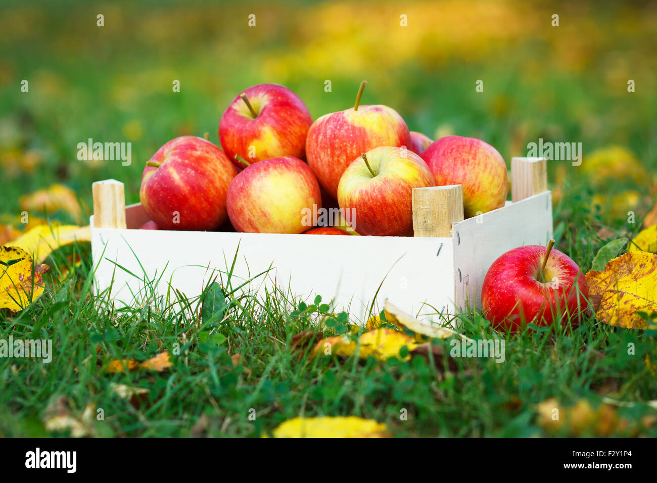 Ripe apples in wooden box in garden. Autumn scenery Stock Photo