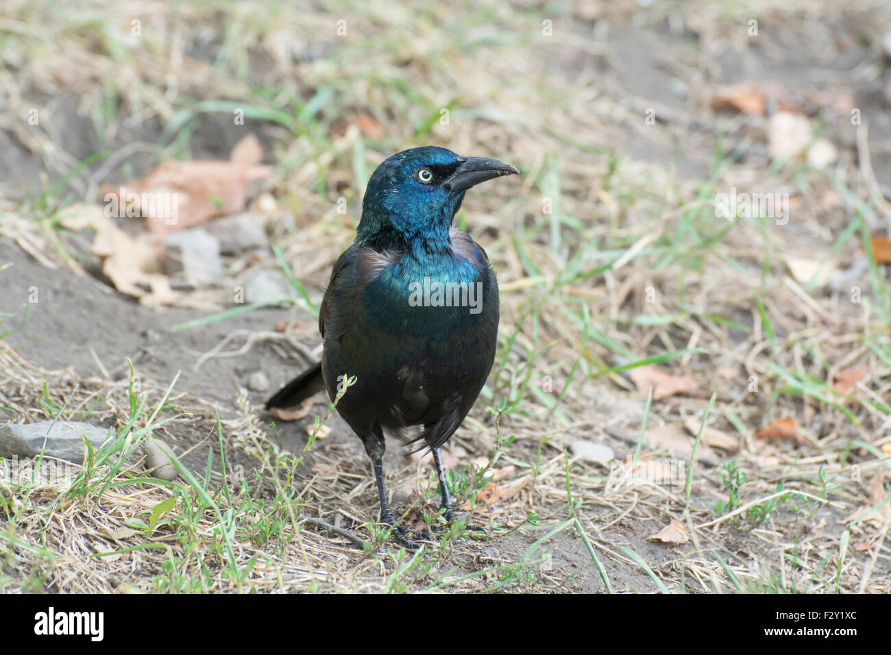 Common grackle (Quiscalus quiscula) on Boston Common Stock Photo