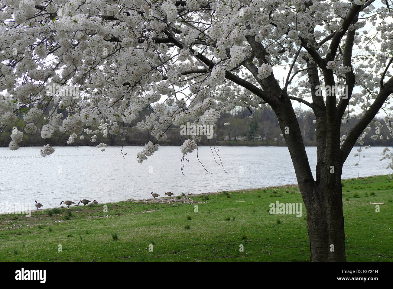 Cherry Tree and Geese by Schuylkill River and Kelly Drive Stock Photo