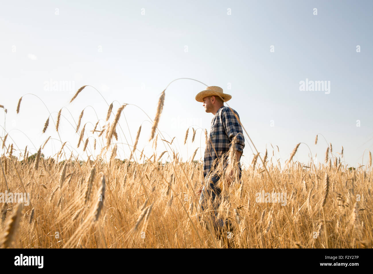 Man wearing a checkered shirt and a hat standing in a cornfield, a farmer. Stock Photo