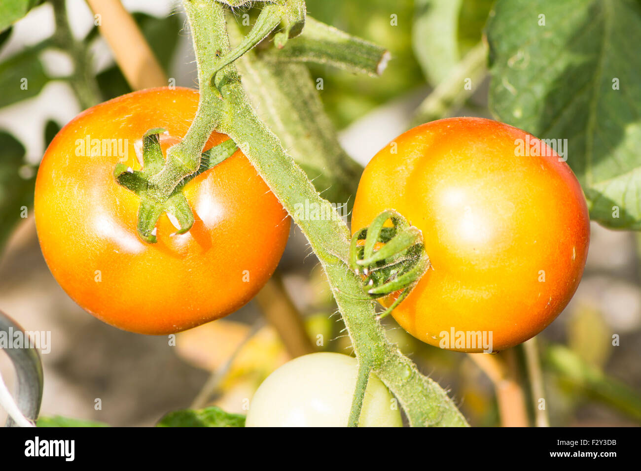 A branch of red and ripe tomatoes Stock Photo - Alamy