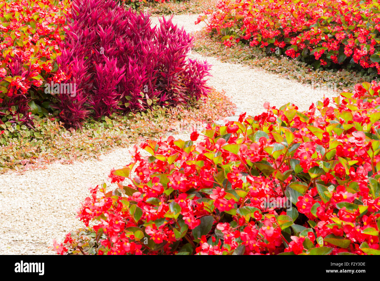 Curved sidewalk through a flowerbed full of red flowers Stock Photo