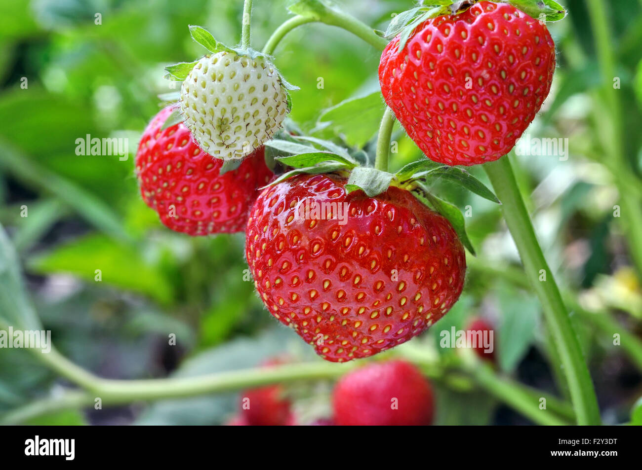 close-up of the ripe strawberry Stock Photo - Alamy