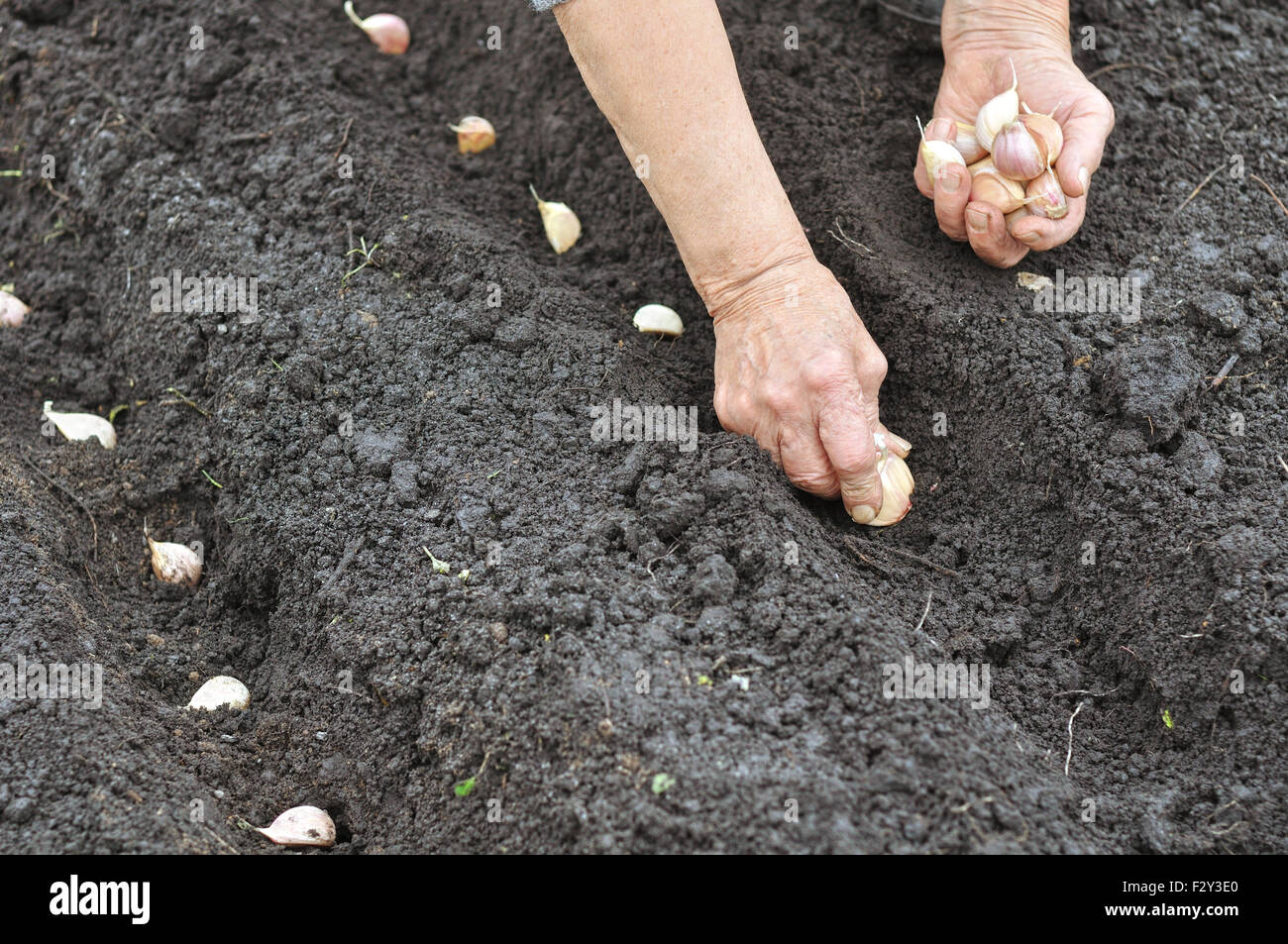 farmer planting garlic Stock Photo Alamy