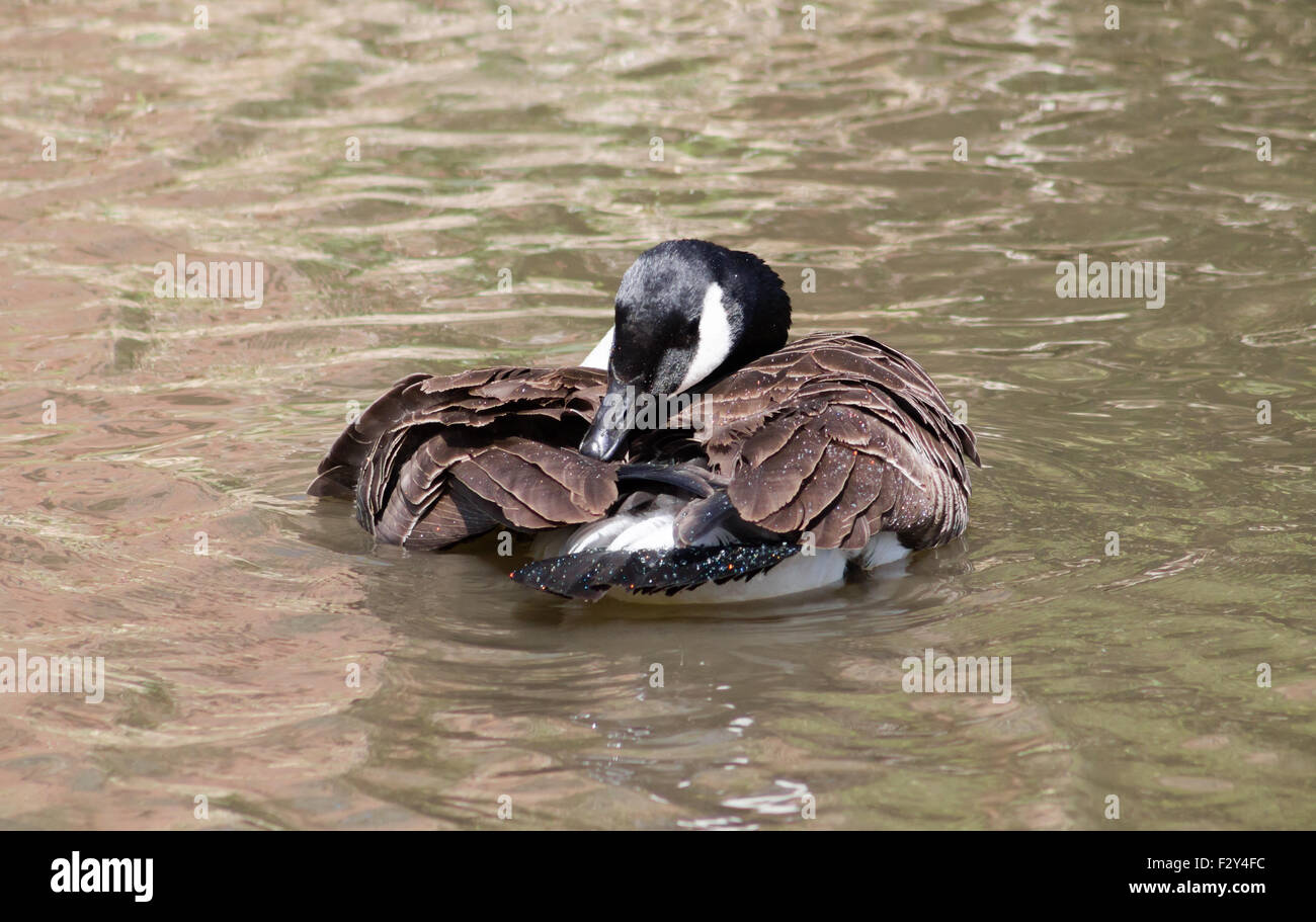 Canada Goose (Branta Canadensis) preening and having a wash in the