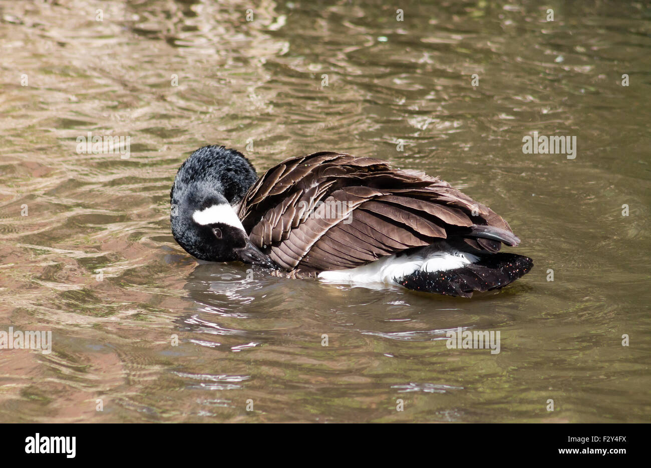 Canada Goose (Branta Canadensis) preening and having a wash in the water  Stock Photo - Alamy