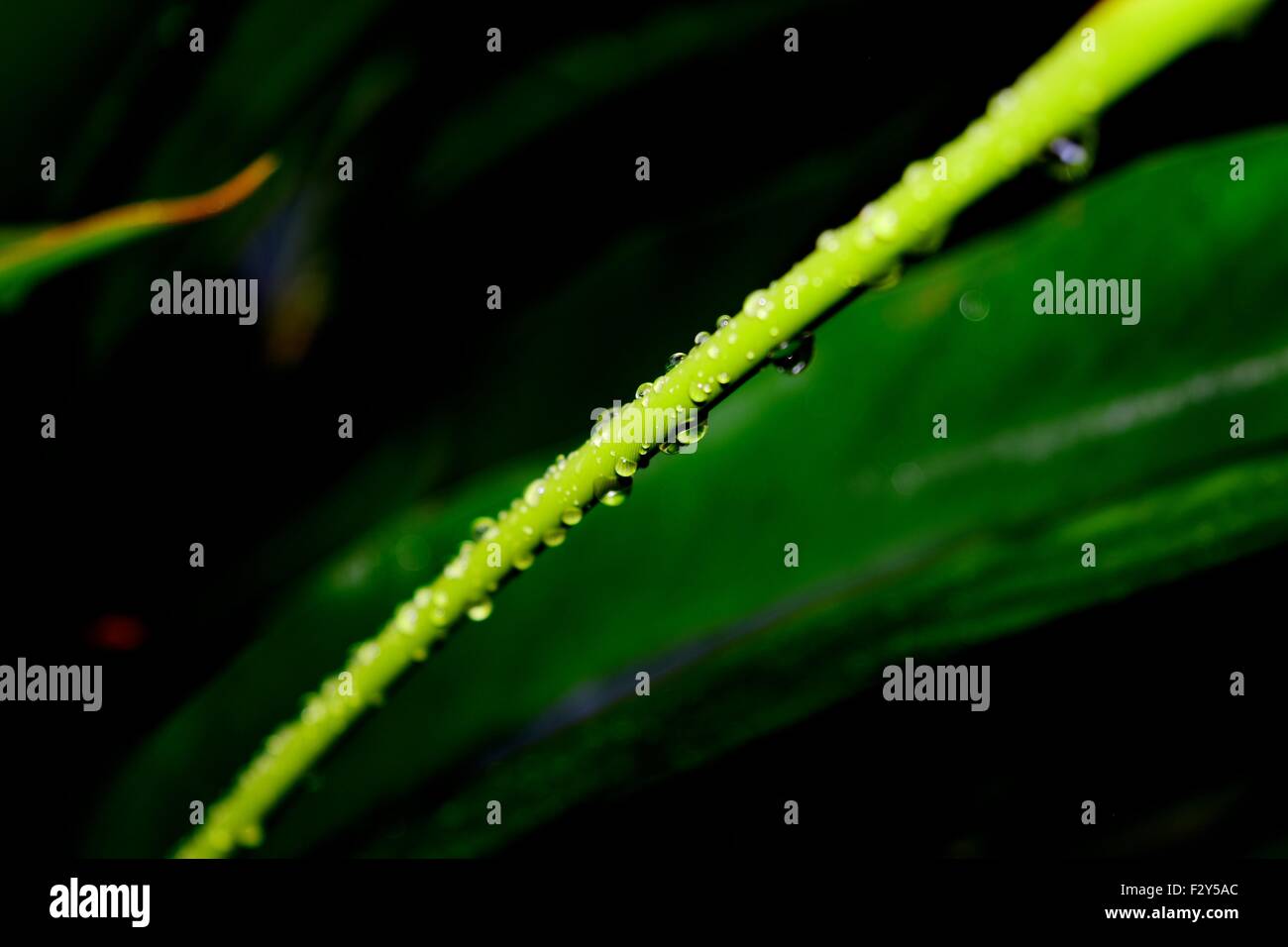 Natural Background – Green Plants Stock Photo