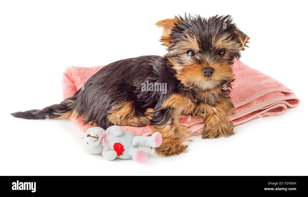 Yorkshire Terrier puppy resting on pink carpet with toy isolated on white background. Stock Photo