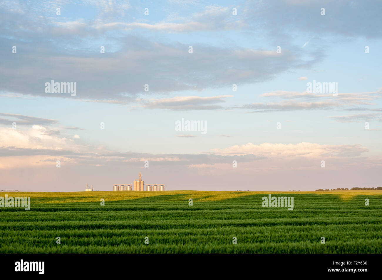 grain field southern alberta Stock Photo Alamy