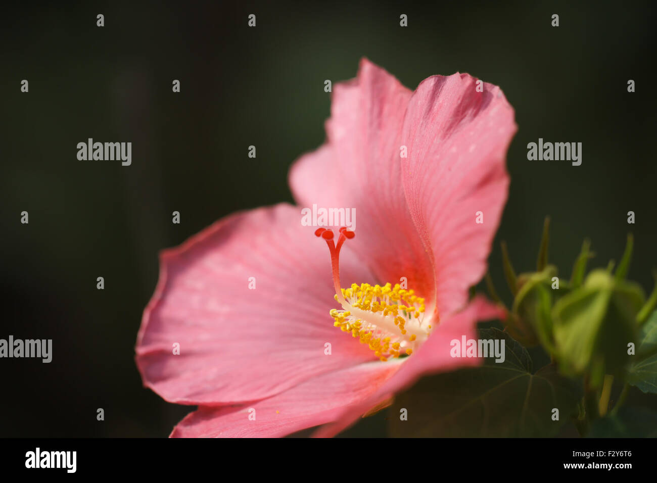 Hibiscus flowers hi-res stock photography and images - Alamy