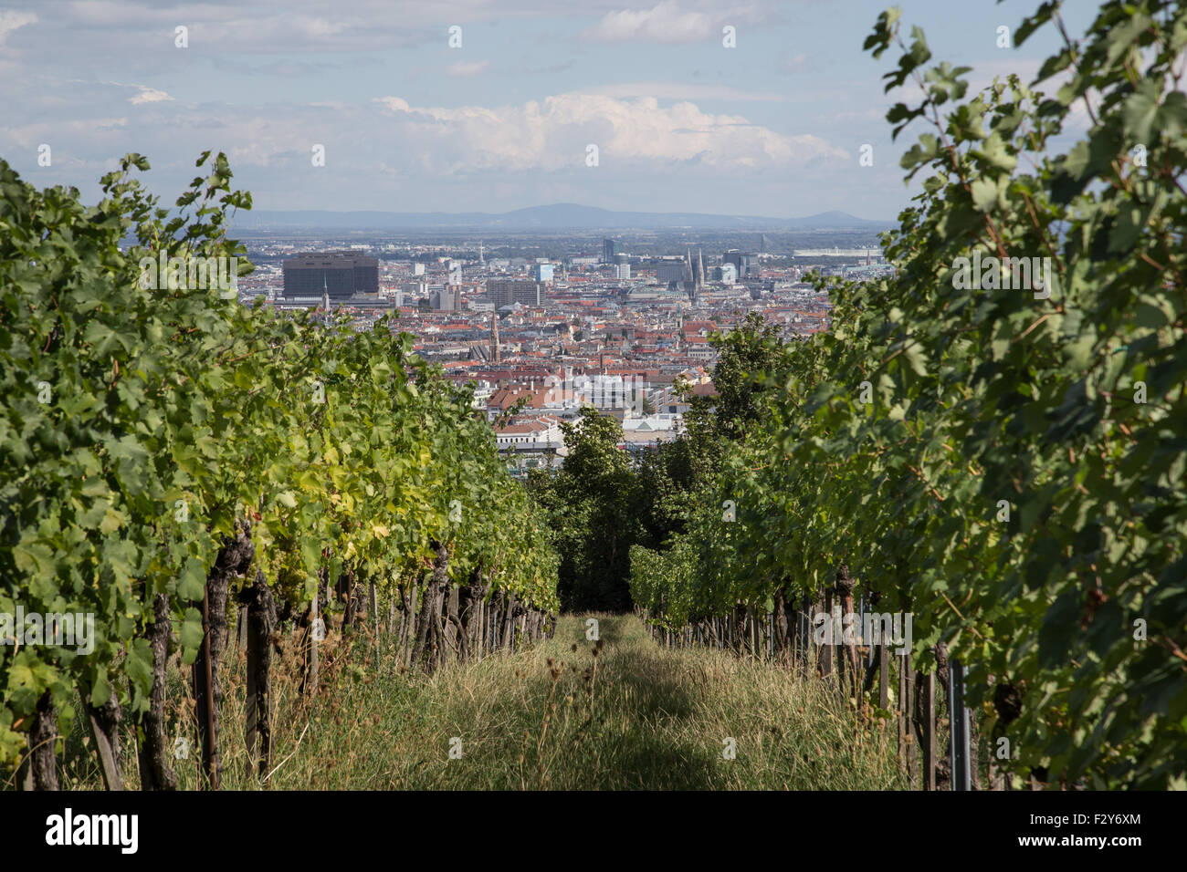 VIENNA, AUSTRIA - 6TH SEPTEMBER 2015: A view of part of the Vienna Skyline and Grape Vine Plantations during the day. Stock Photo