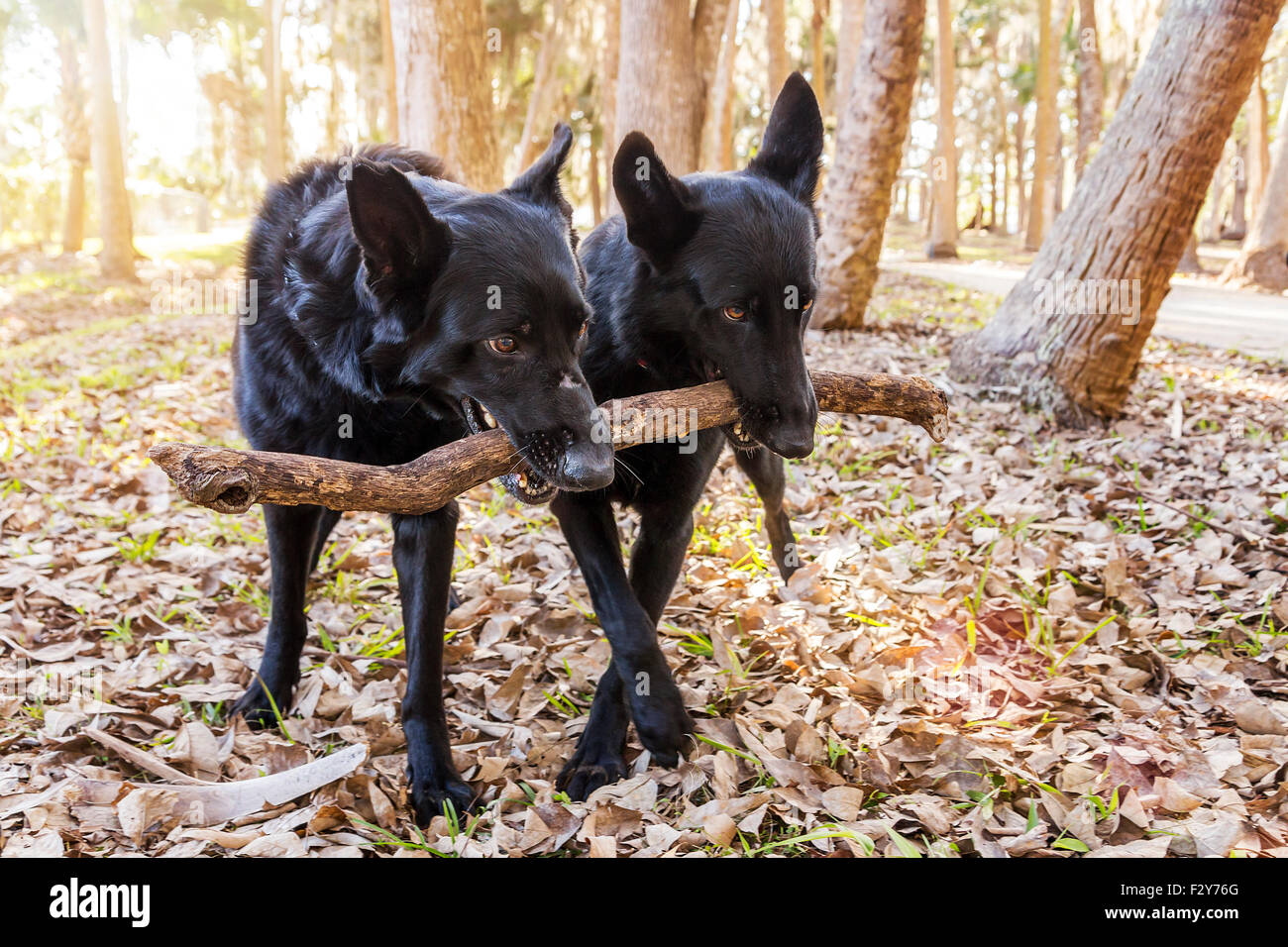 Two black dogs with a stick in the woods Stock Photo