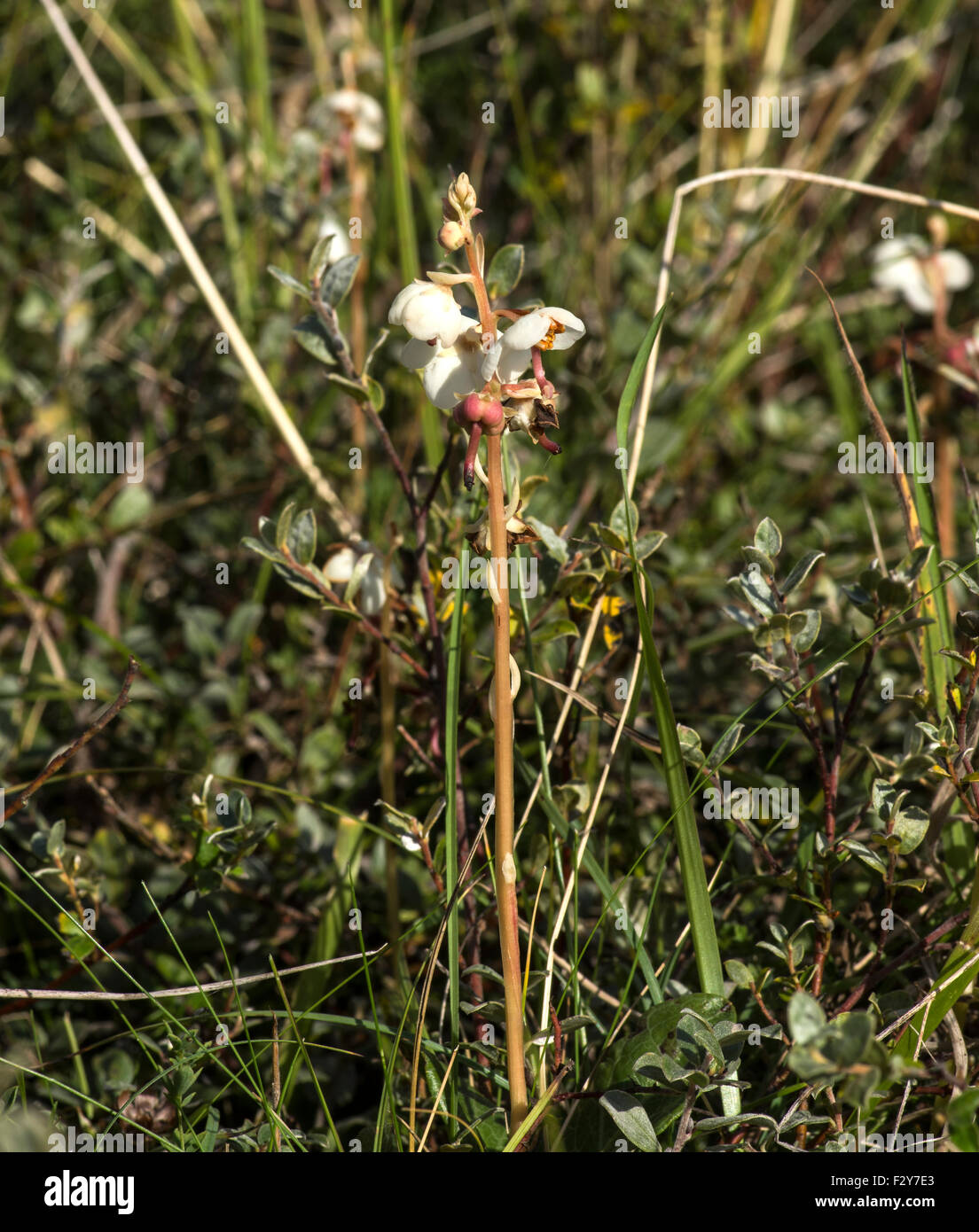 Fairly scarce plant found in lime rich areas including dunes Stock Photo