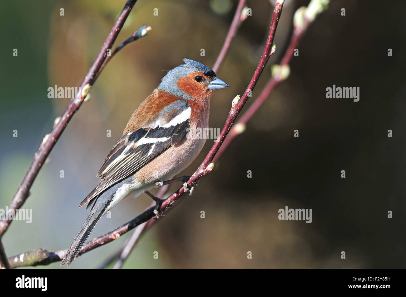 Chaffinch in spring colored feathers standing on a twig Stock Photo