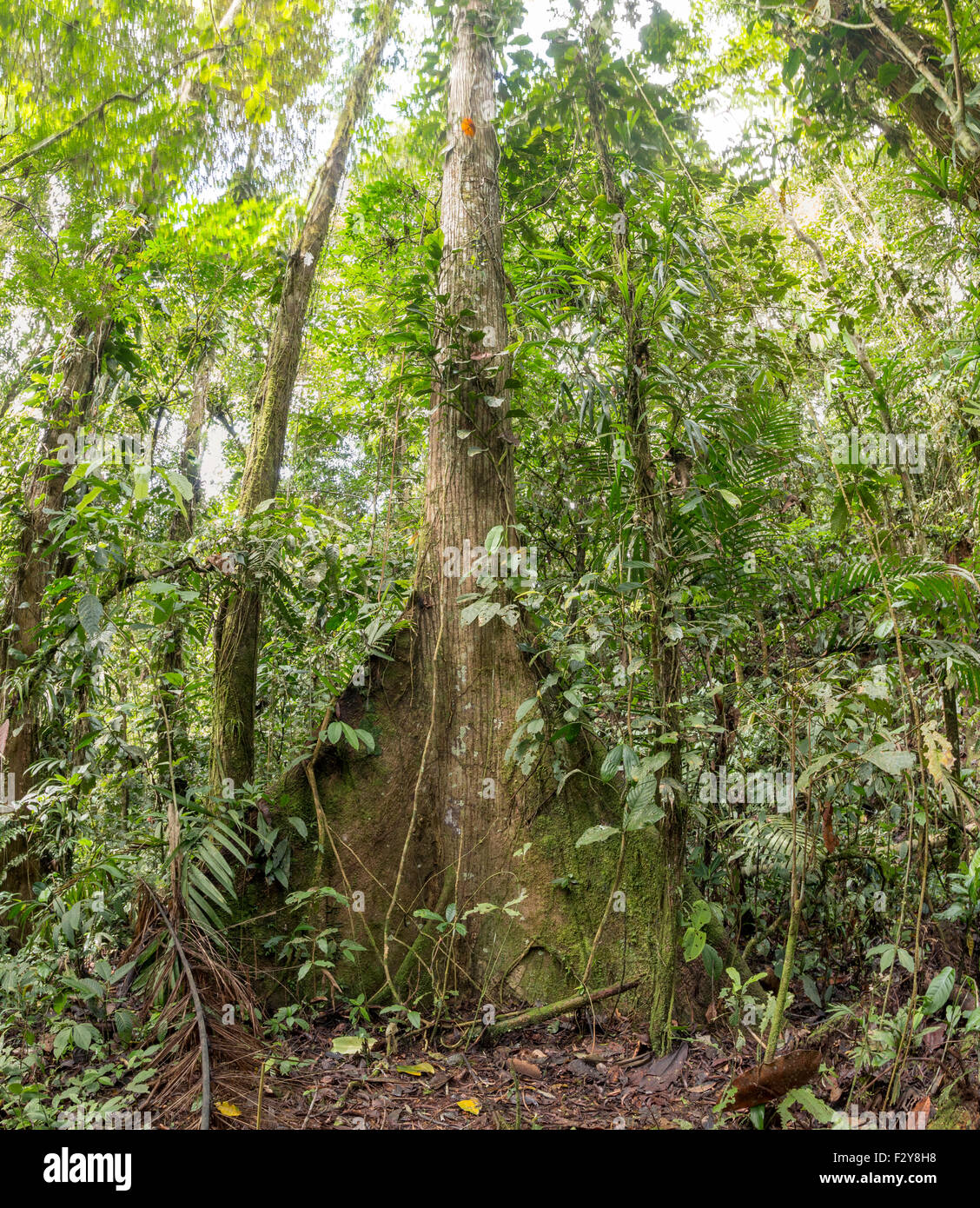 Large tree with buttress roots in tropical rainforest, Ecuador Stock ...