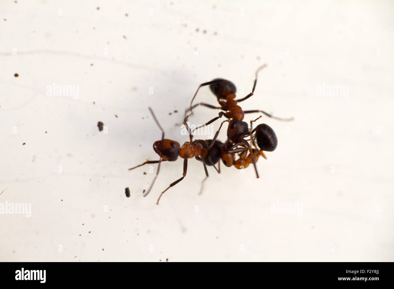 fight among insects of ants on a white background Stock Photo - Alamy