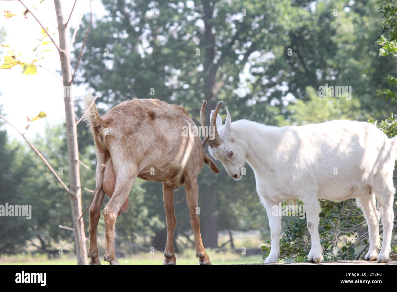 Goat field animal head hi-res stock photography and images - Alamy