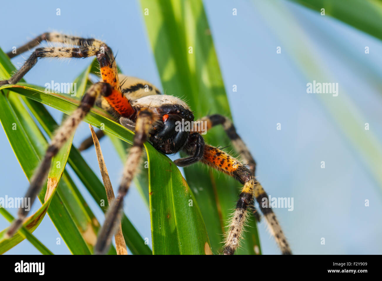 Spider on green leaf Stock Photo - Alamy