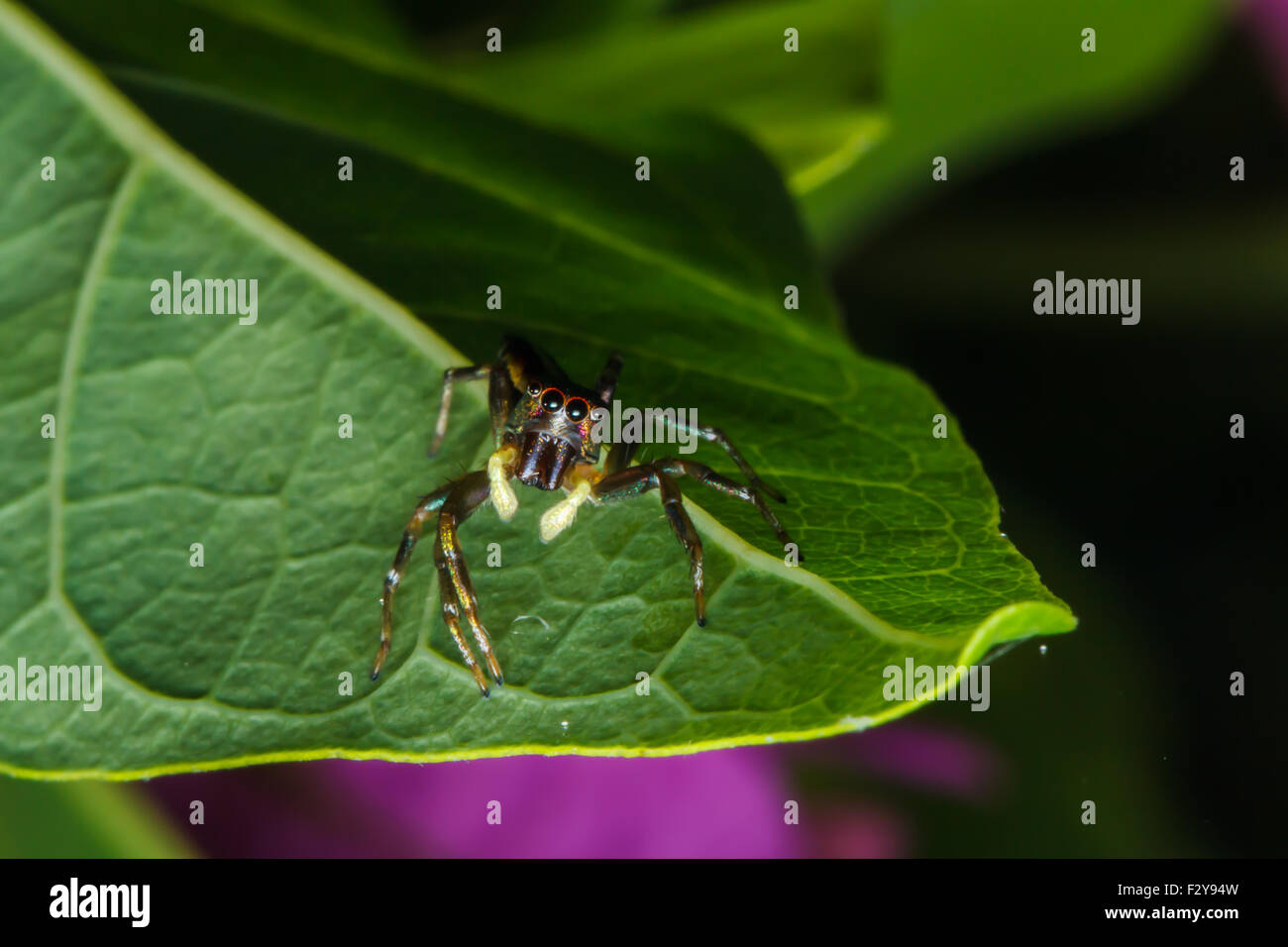 Jumping spider on green leaf Stock Photo - Alamy