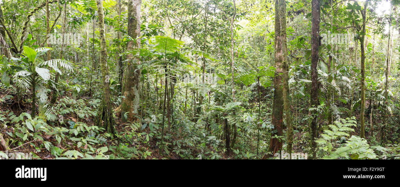 Interior or tropical rainforest in the Ecuadorian Amazon. Stock Photo