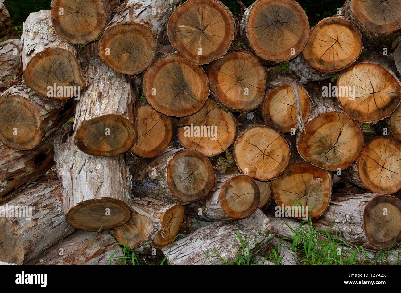 Cut firewood piled high and waiting to be split Stock Photo Alamy