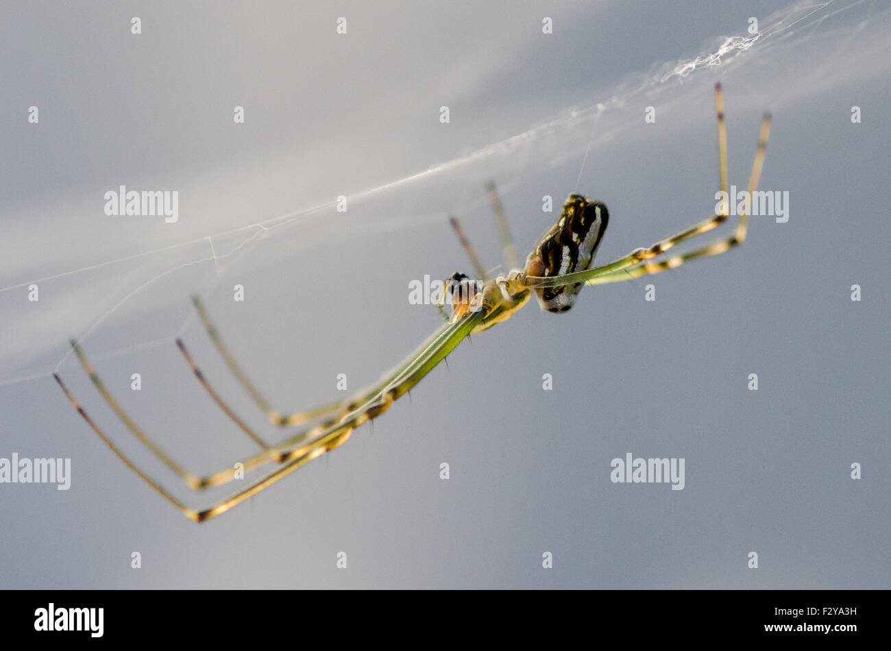 Orchard orb weaver spider (Leucauge venusta) weaving its web Stock ...