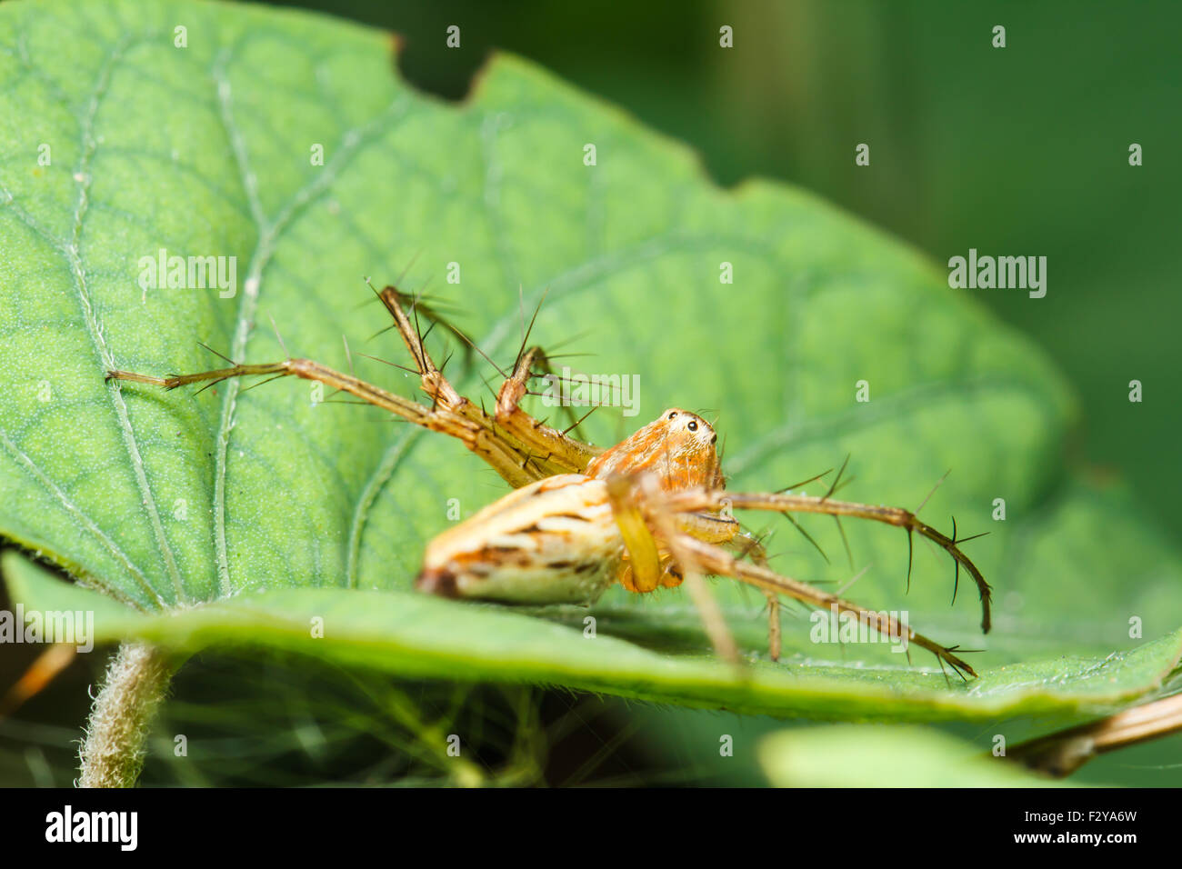 Jumping spider on green leaf Stock Photo - Alamy
