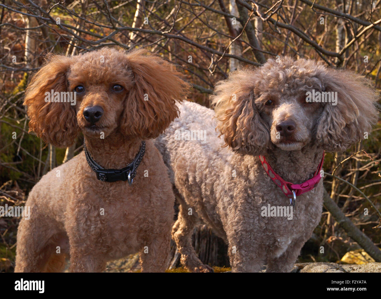 https://c8.alamy.com/comp/F2YA7A/red-and-brown-toy-miniature-poodles-with-fluffy-ears-on-the-rocks-F2YA7A.jpg