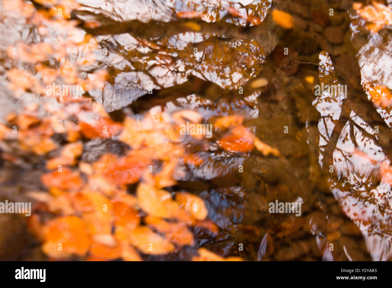 Beech tree reflecting on a river with orange beech leaves in Autumn /Fall Stock Photo