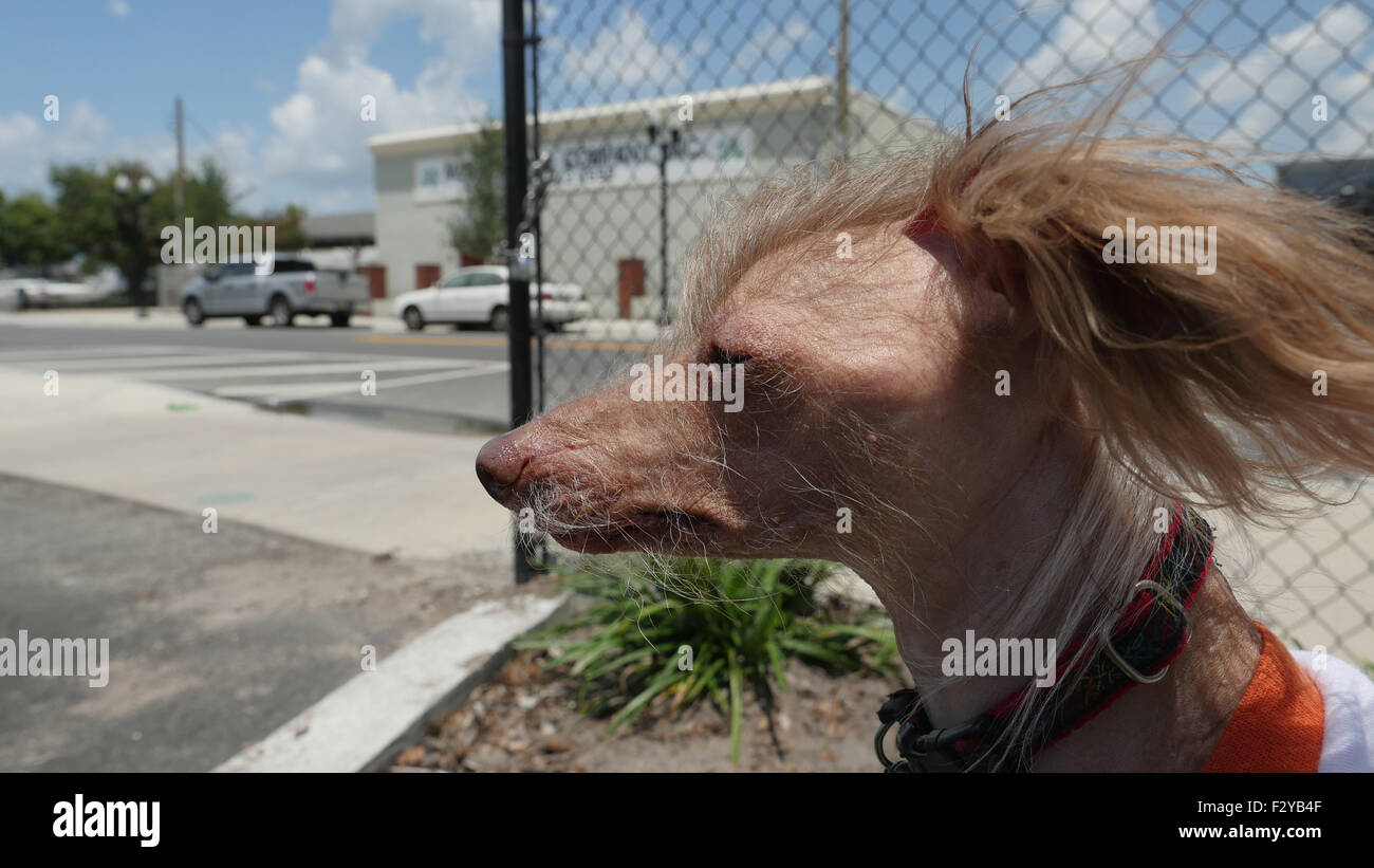 Chinese Crested in Downtown Orlando Stock Photo