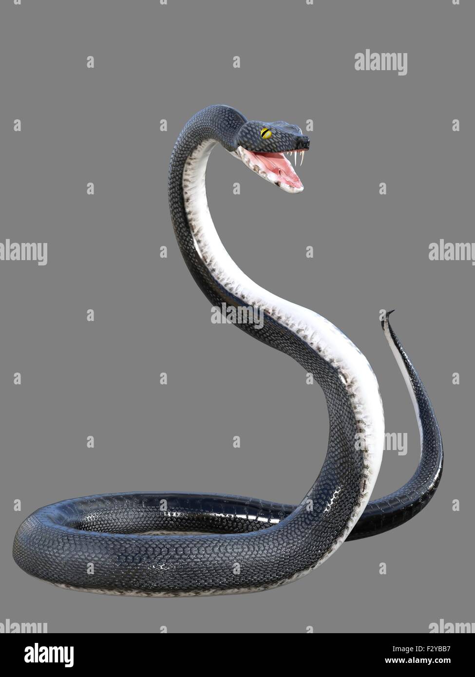 Black Snake Fangs Hi Res Stock Photography And Images Alamy