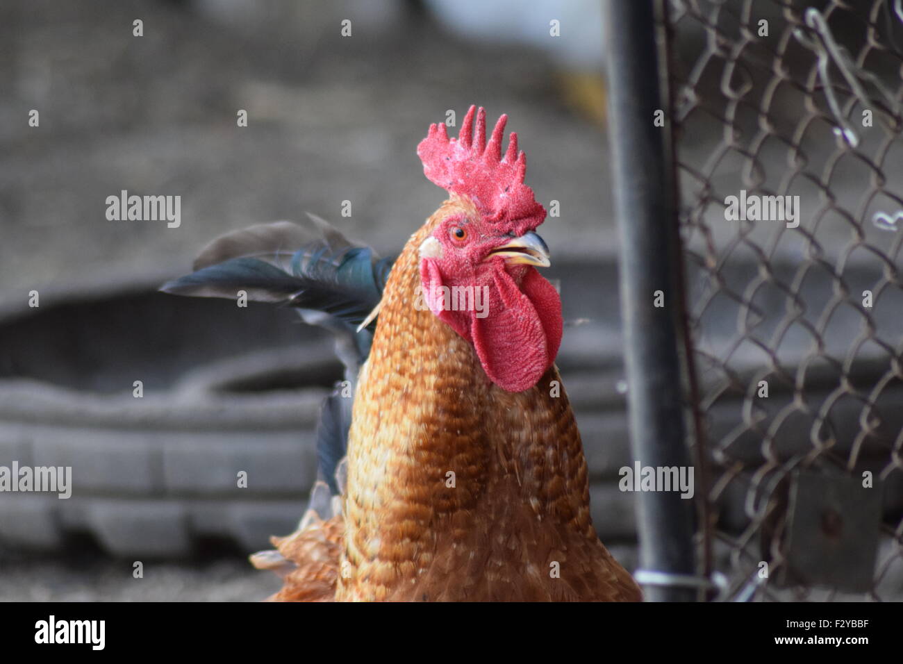 Chicken in a palm. Cultivation of domestic hens Stock Photo Alamy