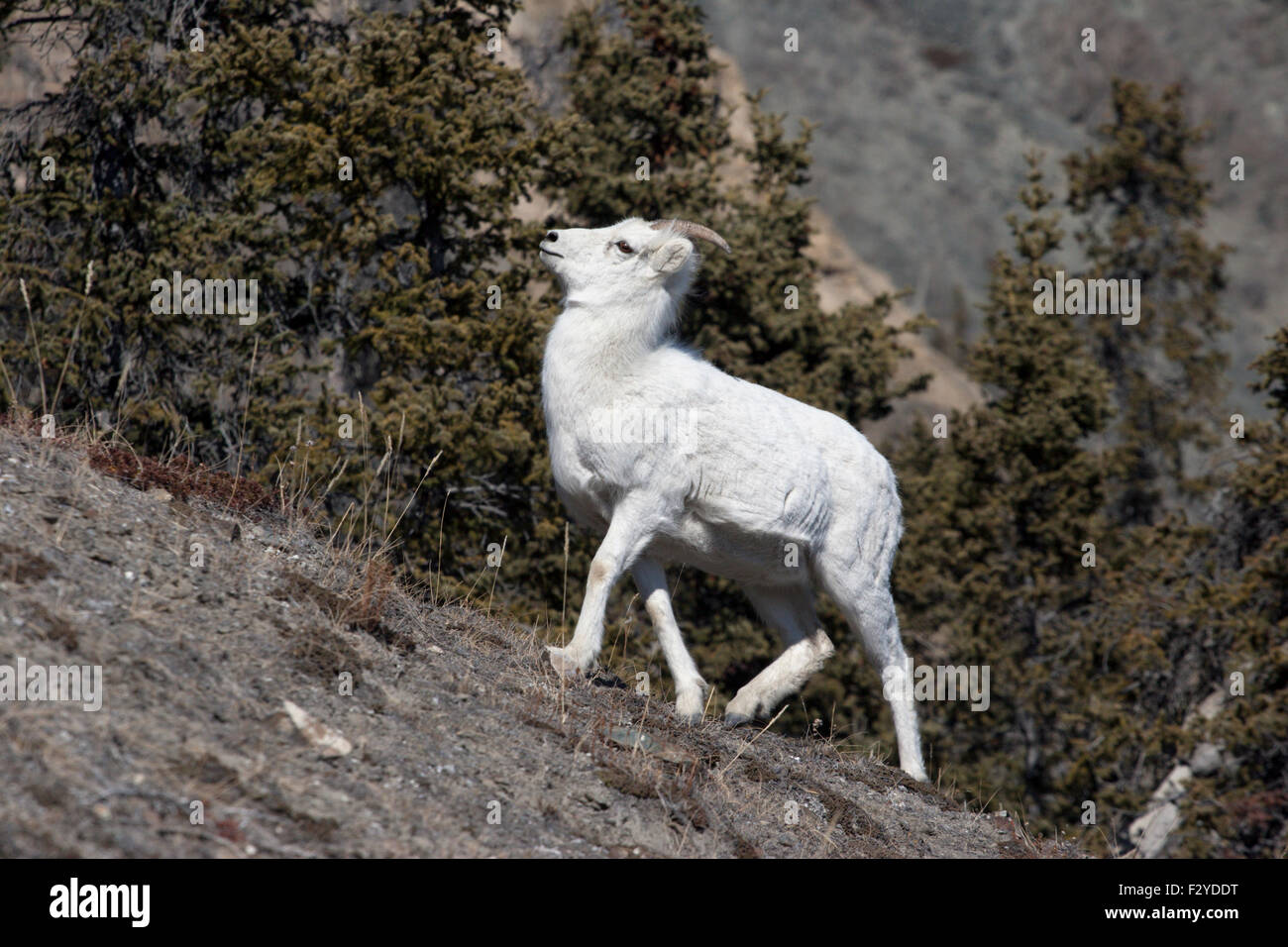 Dall sheep mountain goats wild Canada Yukon Stock Photo