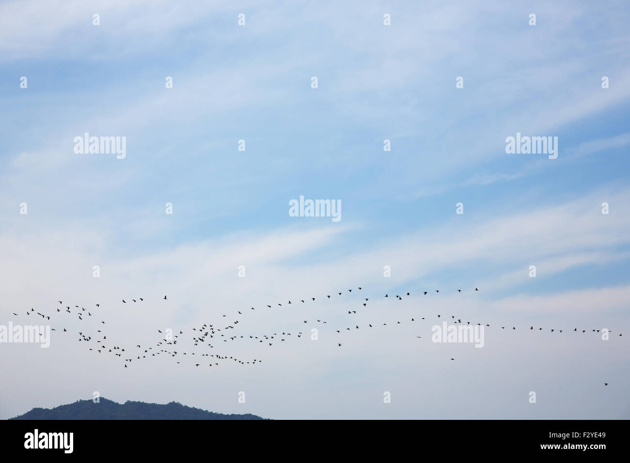 Greater gooses (Anser albifrons) flock Stock Photo